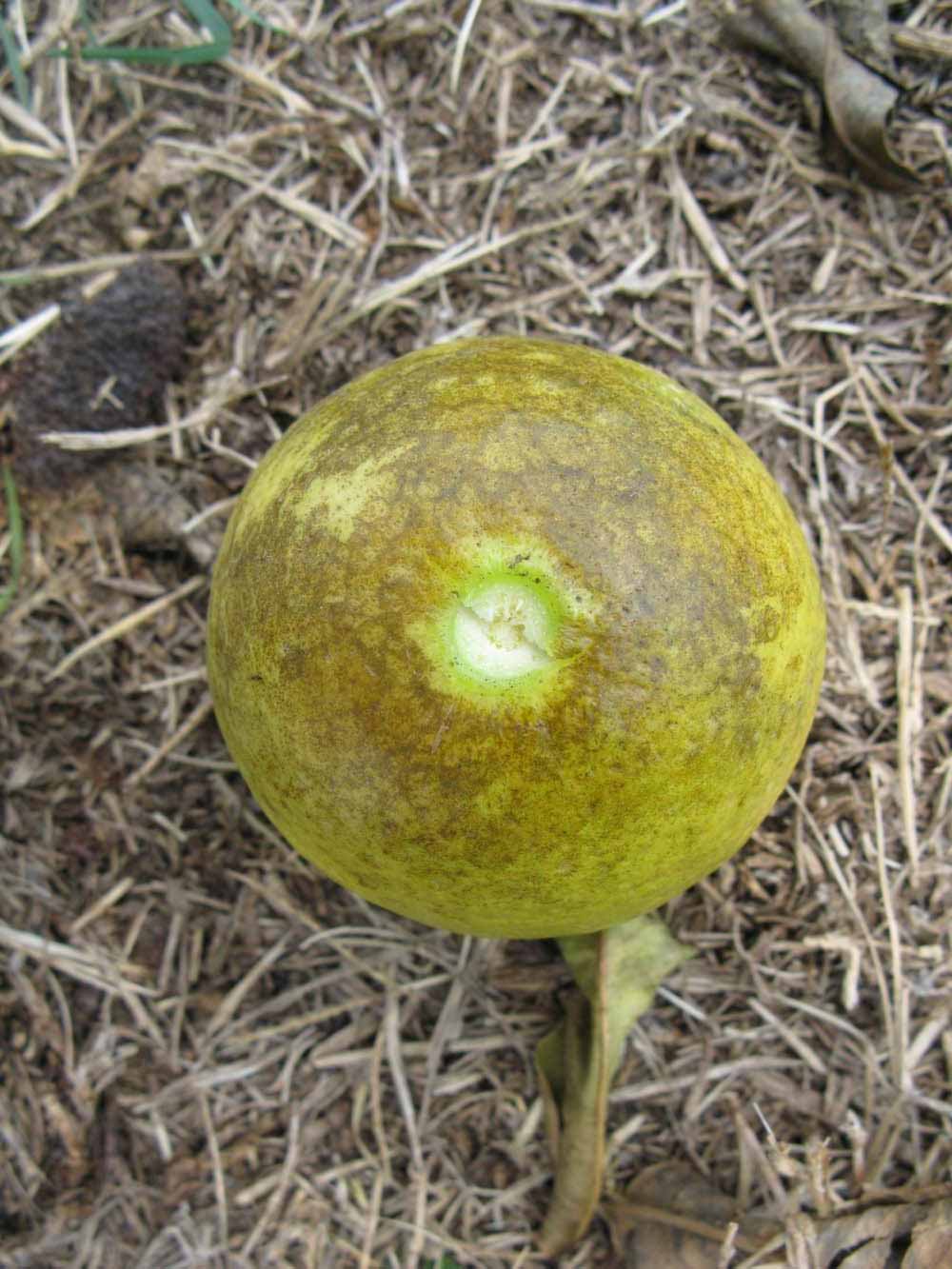            Fruit (Bearss, Winter Haven, FL)   